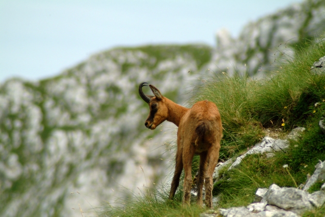 Camoscio d''Abruzzo Rupicapra pyrenaica ornata